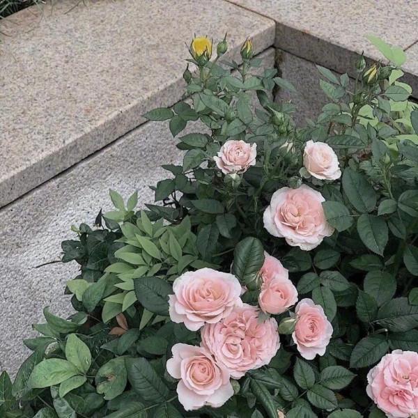 背景圖｜不能告訴她 世界上沒有奧特曼