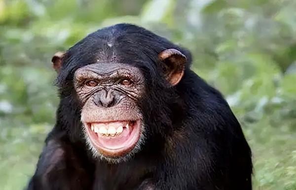 1984年，美國女嬰為活命移植狒狒心臟，手術成功21天后仍然離世