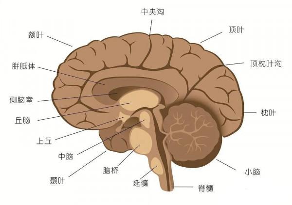 地球被恐龍稱霸前,地球出現過的統治者是誰?科學家給出分析 地球被恐龍稱霸前,地球出現過的統治者是誰?科學家給出分析