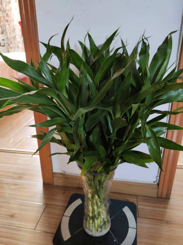 4種富貴花，陽臺養一盆好養又聚財，秋天正合適