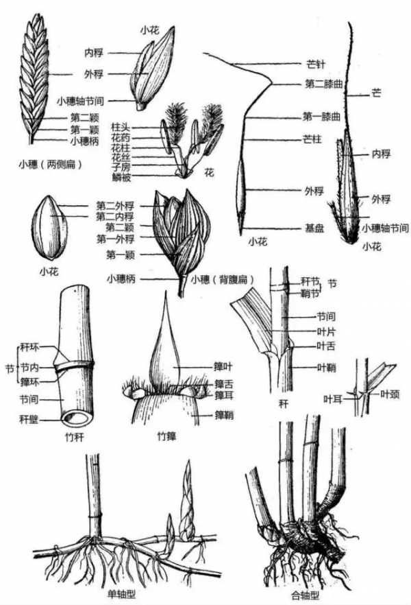 最全的植物形態圖解！強烈建議收藏