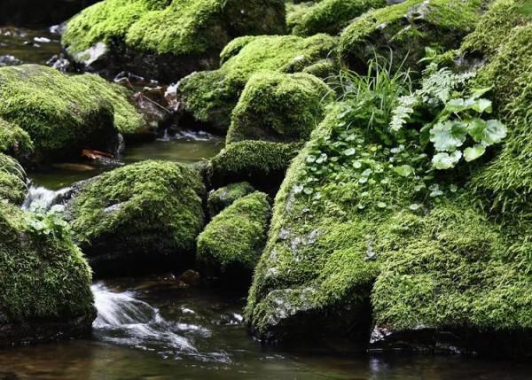 佛蒙特森林風光