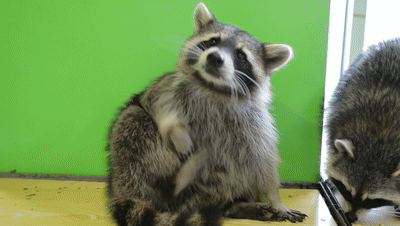 浣熊C位出道,牛排紅酒地道,這家餐廳有點味道~ 浣熊C位出道,牛排紅酒地道,這家餐廳有點味道~