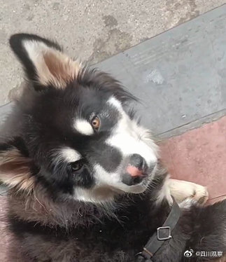 撲下河救人的狗狗叫蛋撻 網友：又萌又可靠