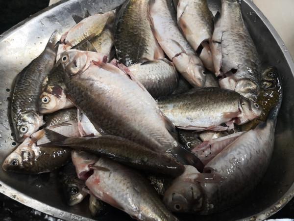 春節釣魚有鯽也有鯉，大吉大利&hellip;&hellip;