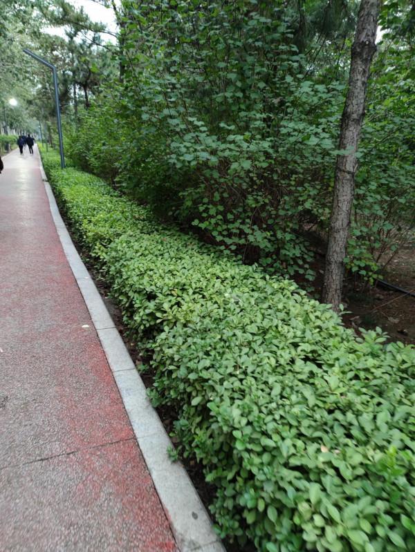 遛狗不籤狗繩就是缺德