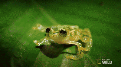 一年只發一次，2021年度最佳野生動物攝影