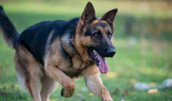 狗界中&OpenCurlyDoubleQuote;通人性&rdquo;的4種狗，你對它多好，它就守護你多久