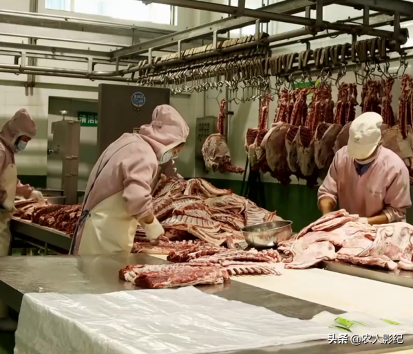 甘肅小夥進山放羊，養羊三年賠三年，屢敗屢戰年收入1000多萬元