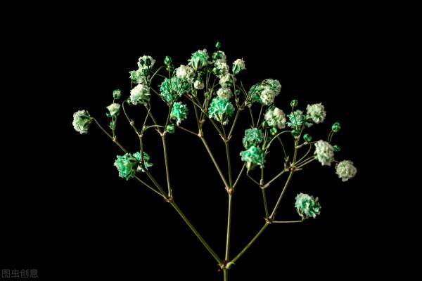 天熱花難養?試試這3種花,好養好開花,適合懶人養 天熱花難養?試試這3種花,好養好開花,適合懶人養