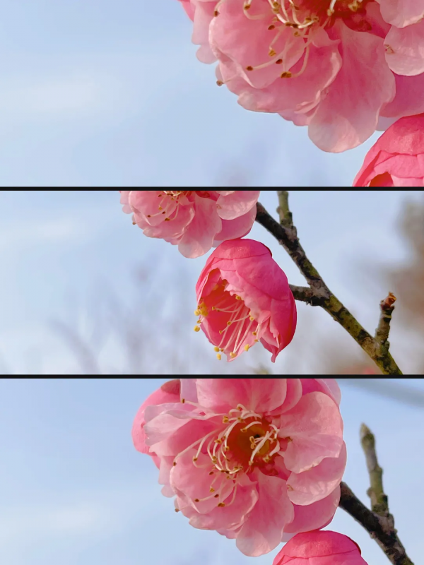 雷鋒故里 溫暖望城｜望城這裡的梅花搶先開啦！