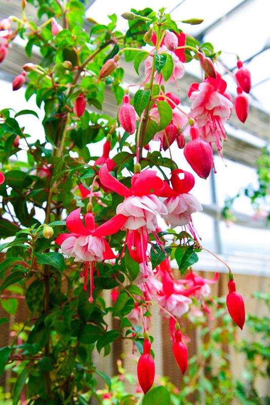 家裡光線差，就養17種“陰性花”，漂亮有格調，貴氣又吉利