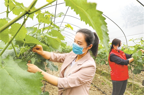 80後荊州大姐返鄉種葡萄,一百畝發展成3000畝,如今年入千萬 80後荊州大姐返鄉種葡萄,一百畝發展成3000畝,如今年入千萬