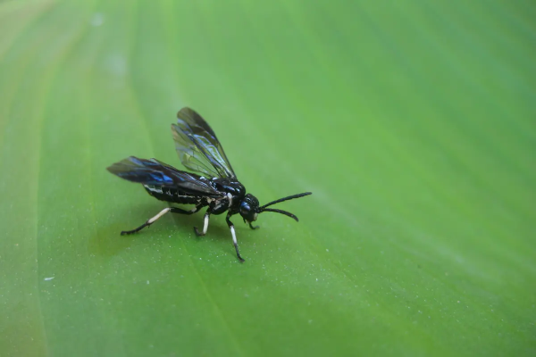 有罕見物種,福建膜翅目昆蟲生態攝影展,共計22種 有罕見物種,福建膜翅目昆蟲生態攝影展,共計22種
