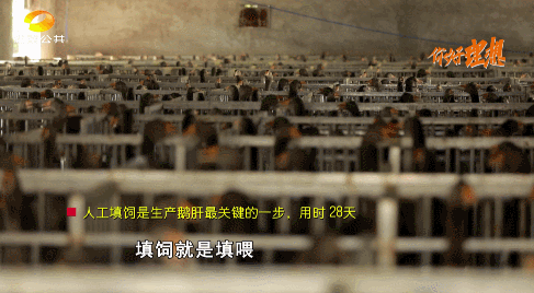 養1只鵝取3斤肝！湖南“鵝司令”養鵝賣鵝有妙招，年產值5000萬