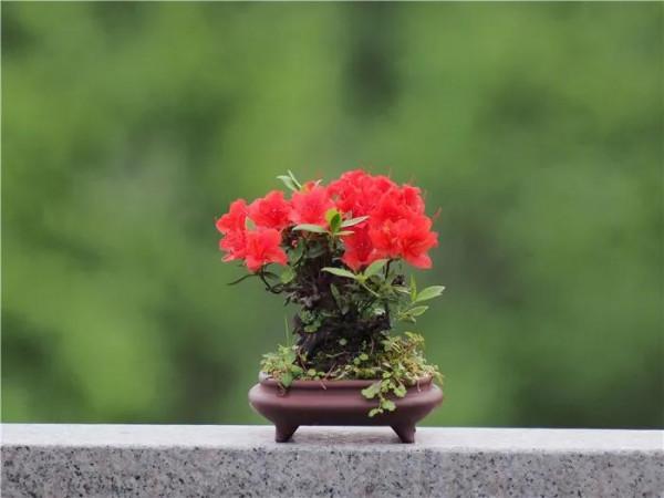 春節過後，打造唯美映山紅盆景，要注意這幾點（附圖）