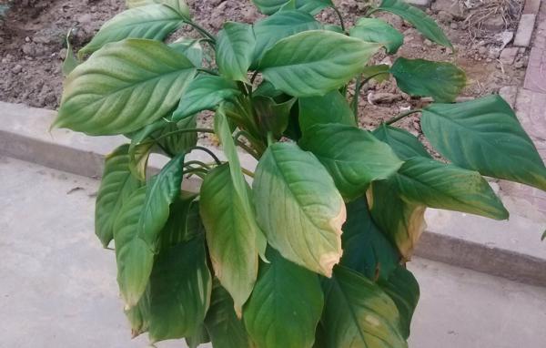 這4種植物黃葉的“病灶”不同，統一“下藥”，問題將更嚴重