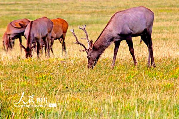 新疆哈密：草原豐美 馬鹿成群