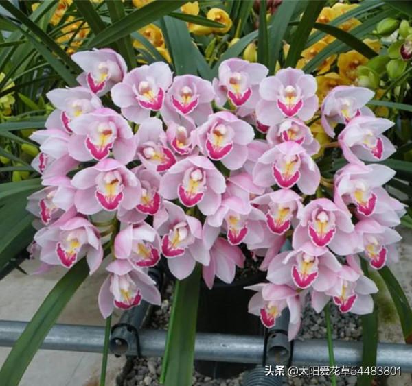 客廳養這6種“富貴花”，好看又大氣，誰見了誰誇獎