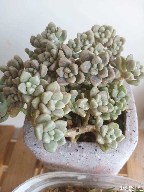 人氣超高的多肉，養過了，才知道為啥迷人