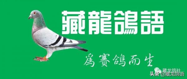 鑑鴿篇—相“頭嘴”論英雄 鑑鴿篇—相“頭嘴”論英雄