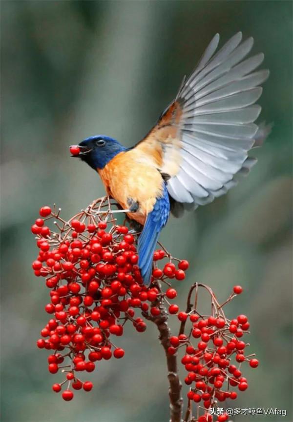 還有這麼美麗的太陽鳥