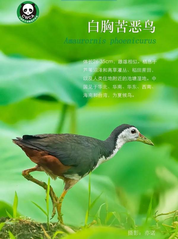 鳥類是人類最可愛的朋友