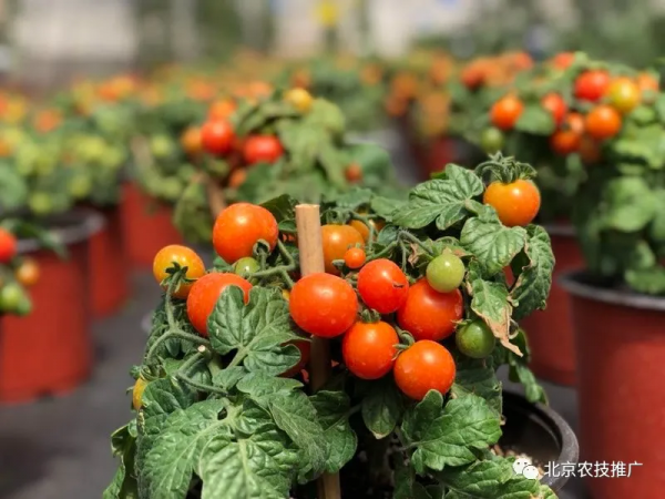家庭百蔬園之矮生番茄 家庭百蔬園之矮生番茄