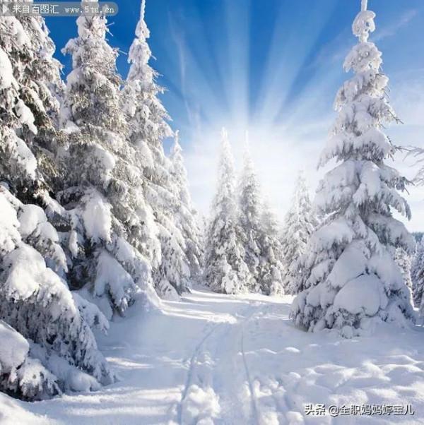 分享——雪松美景