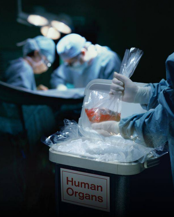 人類首例!豬腎移植人體手術完成,幾天內沒有排異反應發生 人類首例!豬腎移植人體手術完成,幾天內沒有排異反應發生