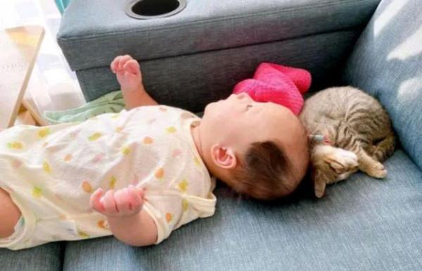 小奶貓每天看守人類幼崽,寵姐行為令爸媽崩潰:你自己也是個寶寶 小奶貓每天看守人類幼崽,寵姐行為令爸媽崩潰:你自己也是個寶寶