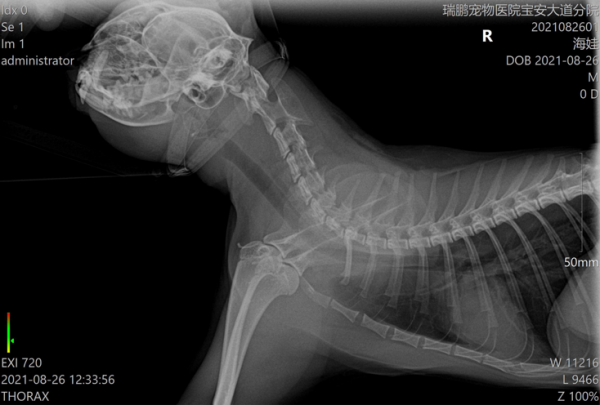 喵主子“鬧絕食”，到底腫麼了？