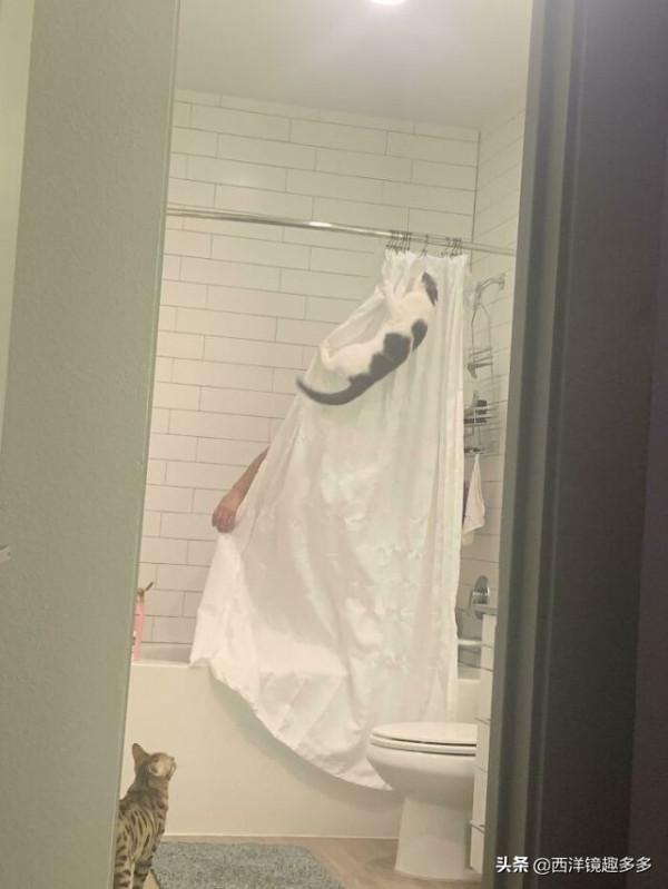 心疼主人一秒鐘，看看這些闖禍精和它們的“罪行”