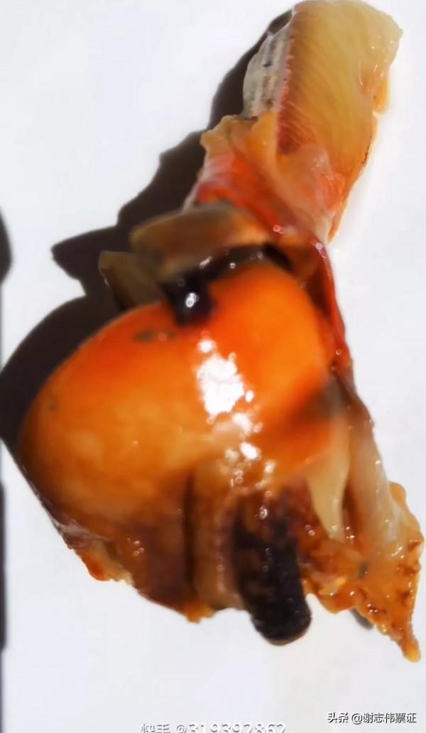 海南風光美（079）極具觀賞價值的蜘蛛螺