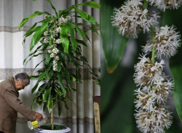 巴西木不必一直“泡水”,得學會修剪、追肥,促進生根,土栽更好 巴西木不必一直“泡水”,得學會修剪、追肥,促進生根,土栽更好