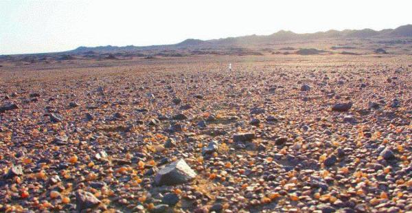 “戈壁西瓜”危害有多大？年營收20多億的硒砂瓜，為何被區域性禁種