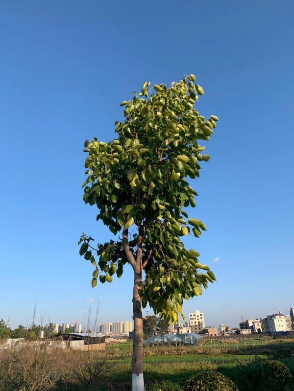 我的第一次～十公里慢跑小記