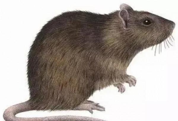 大連蛇島上的蛇為何越來越兇猛？一度傷痕累累，如今重煥生機