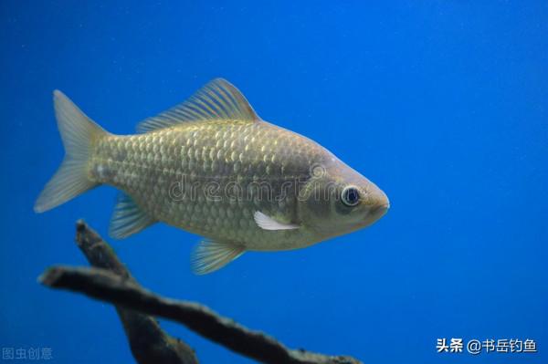 吃魚要挑刺將成為歷史！若是不懂“餵豬式釣法”恐怕很難釣到它