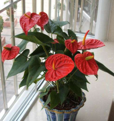 封閉陽臺養不好花？那就選這4種，記住“共同點”，就能四季開花