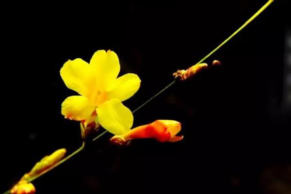 爛然黃燦的——迎春花