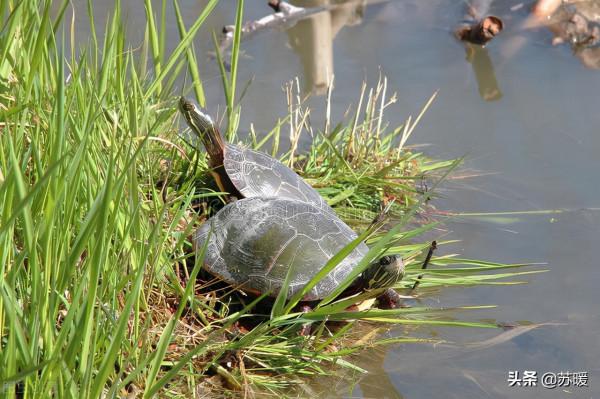 龜苗腸胃炎治療案例分享！教你針對性選擇治療環境和方法