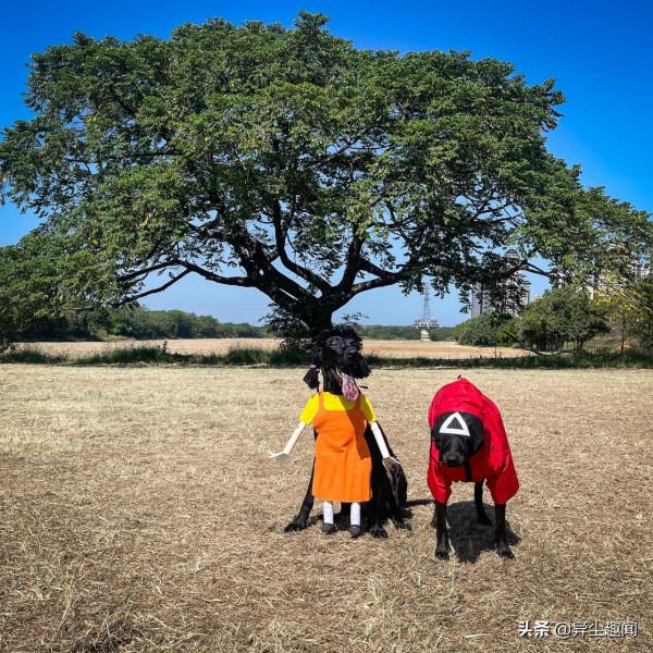 狗狗也要過萬聖節！寵物狗化身為《魷魚遊戲》中的木頭人鬼娃