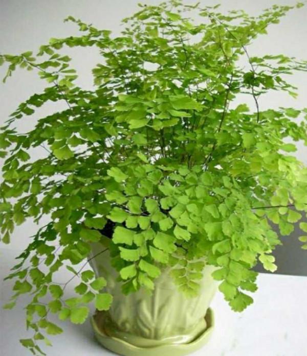 10種促進睡眠的植物，讓你一覺睡到天大亮