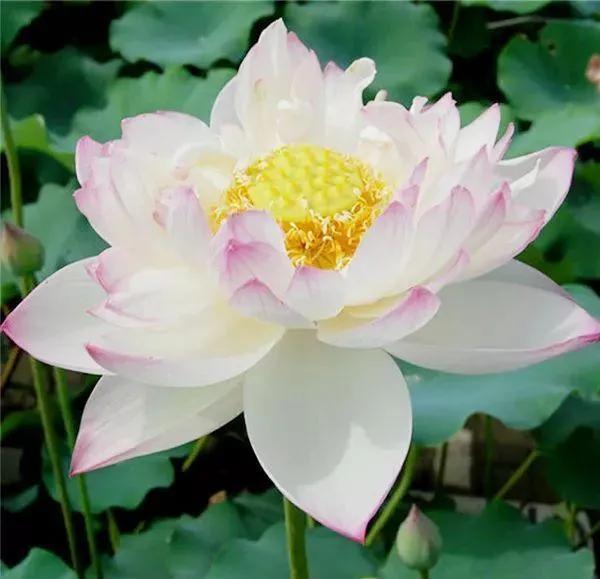 描寫荷花的優美語句，你喜歡哪句？