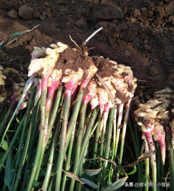 生薑採收分為收種姜、收嫩姜、收老薑,3次採收的時間與方法不同 生薑採收分為收種姜、收嫩姜、收老薑,3次採收的時間與方法不同