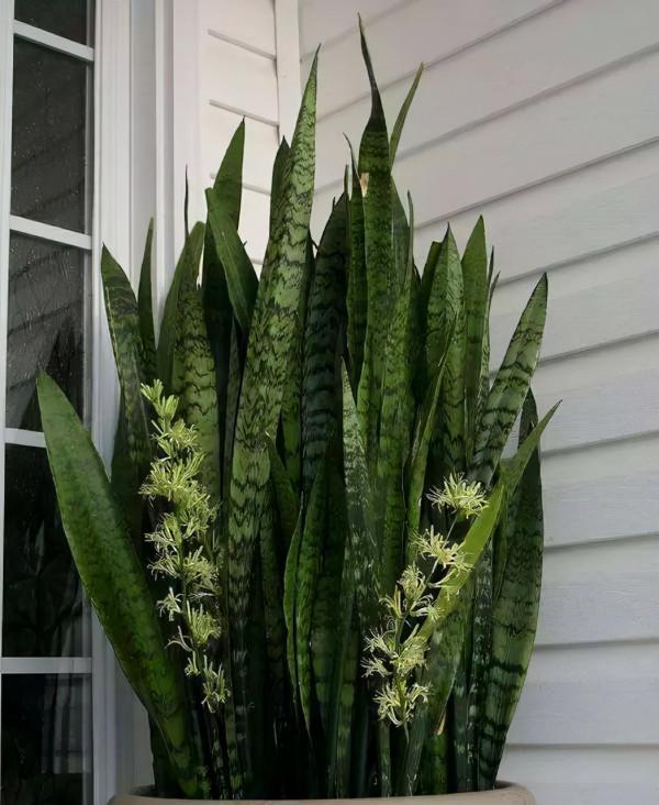 室內想養&OpenCurlyDoubleQuote;大盆&rdquo;鎮宅花，建議從這10種裡面選，聽名字就很霸氣