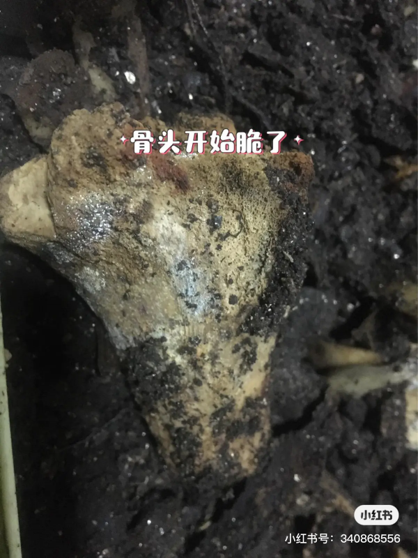 廚餘產生的骨頭也能堆肥?能分解嗎,親測效果展示 廚餘產生的骨頭也能堆肥?能分解嗎,親測效果展示