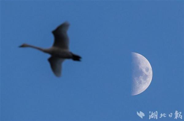數萬只天鵝如期而至龍感湖 數萬只天鵝如期而至龍感湖