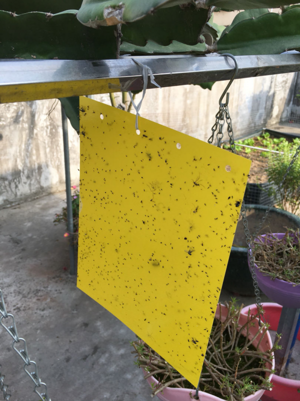 菸絲在啤酒裡泡一天，5天給花喝一勺，安全殺蟲無汙染